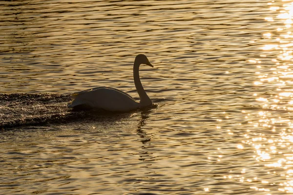 Cisne lago invierno aves puesta del sol — Foto de Stock