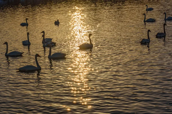 Swans lake winter birds sunset — Stock Photo, Image