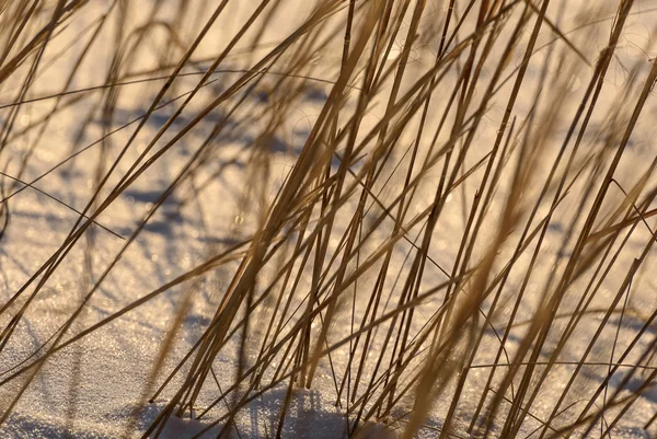 Piękne Zimowe Tło Suchej Trawy Śniegu Zachodzie Słońca — Zdjęcie stockowe