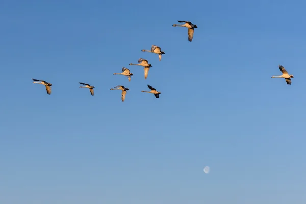 Belle Vue Avec Troupeau Cygnes Volant Contre Ciel Bleu Lune — Photo