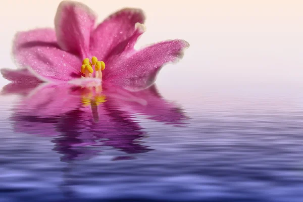 Pink flower violet water reflection — Stock Photo, Image