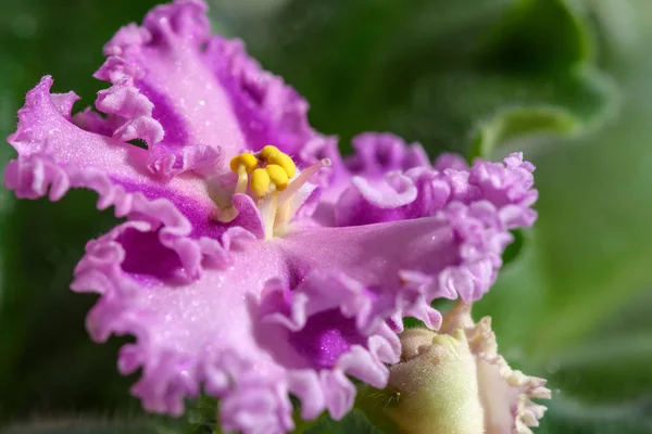Pink flowers violets border — Stock Photo, Image