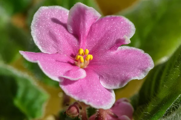 Růžové květy fialky hranice — Stock fotografie