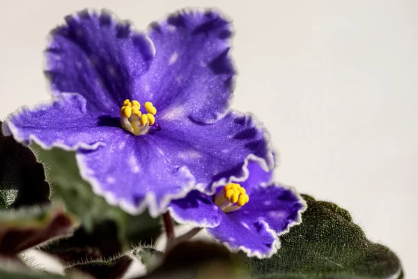 Fialově modré květy hranice — Stock fotografie