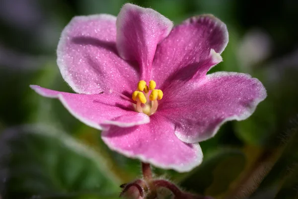 Pink flowers violets border — Stock Photo, Image