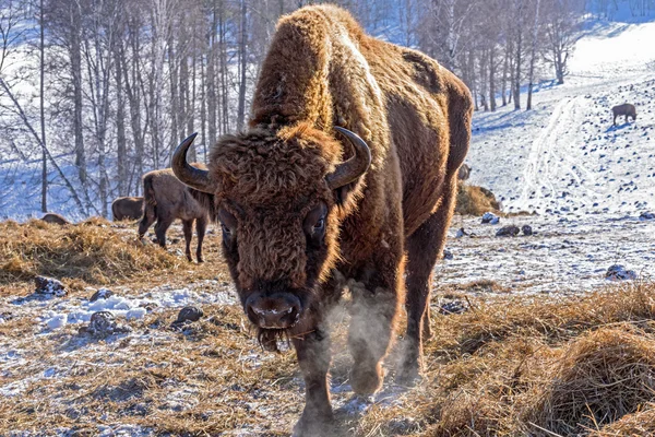 Wisentsäugetier überwintert — Stockfoto