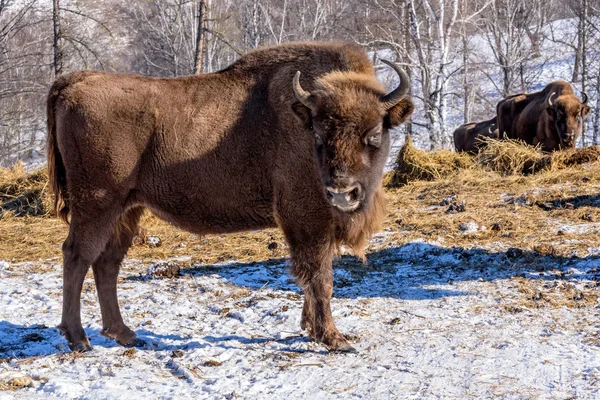 Wisentsäugetier überwintert — Stockfoto