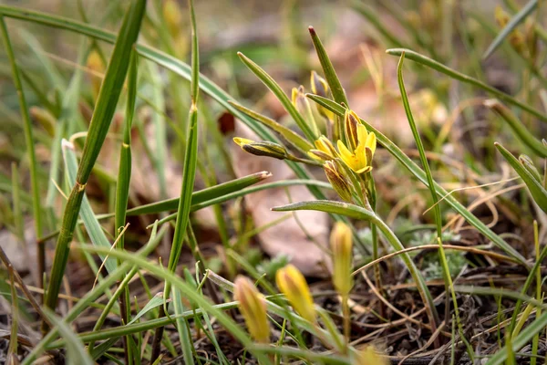 Gele bloemen Geelster voorjaar gras — Stockfoto