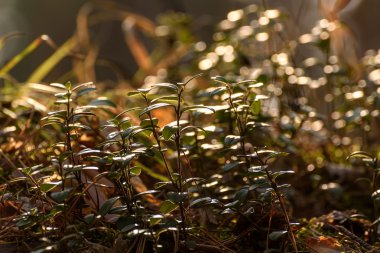 Orman güneş ışığı yaban mersini çimen
