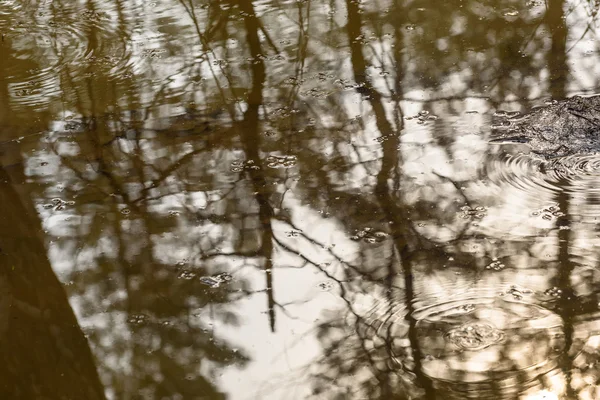 Vodní reflexe lesní pozadí — Stock fotografie