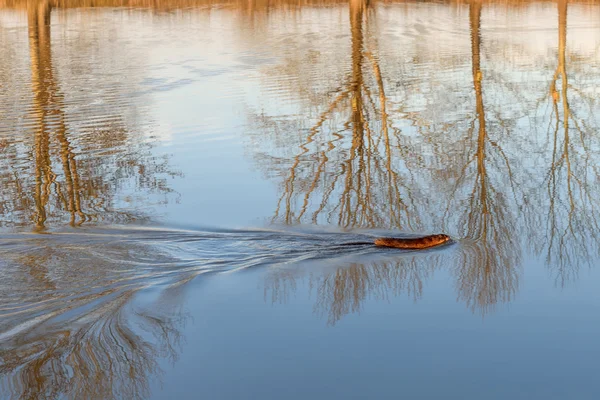 Ондатра Ondatra Zibethicus Плавання Воду Річці Красивою Роздуми Дерев Світлі — стокове фото