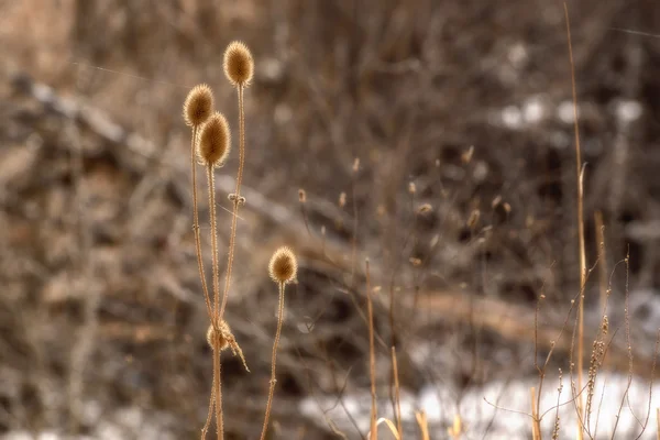 Dry grass background brown — Stock Photo, Image