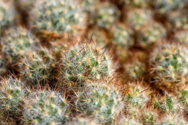 kaktüs iğneler arka plan