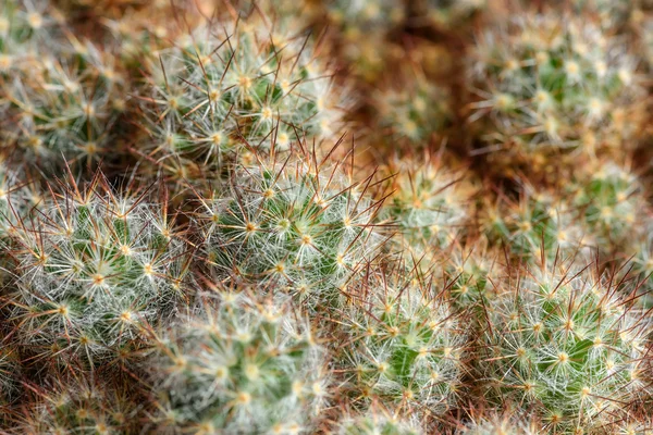 Cactus needles background — Stock Photo, Image