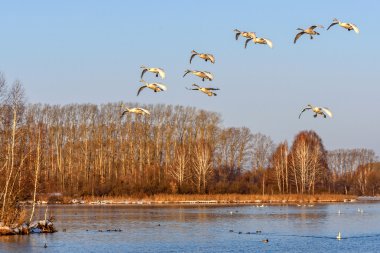 Kuğu Gölü kuş uçmak