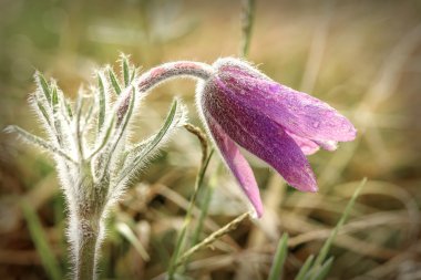 kardelen çiçek ilk bahar çiy