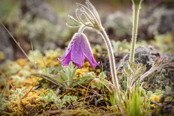 Sneeuwklokjes bloemen eerste lente dauw — Stockfoto