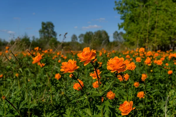 Orangefarbene Blumen Wiese trollius asiaticus — Stockfoto