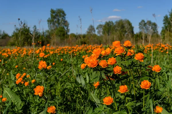 Pomarańczowe kwiaty łąka pełnik asiaticus — Zdjęcie stockowe