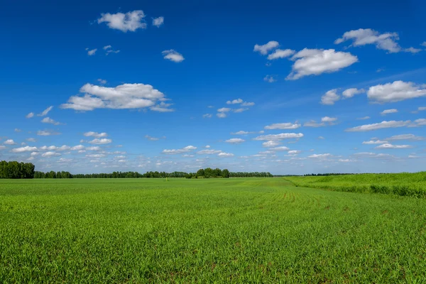 Semina di avena — Foto Stock