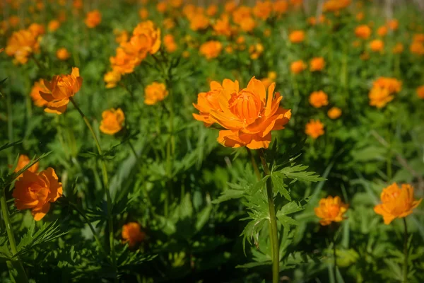 Orange flowers meadow Trollius asiaticus — Stock Photo, Image
