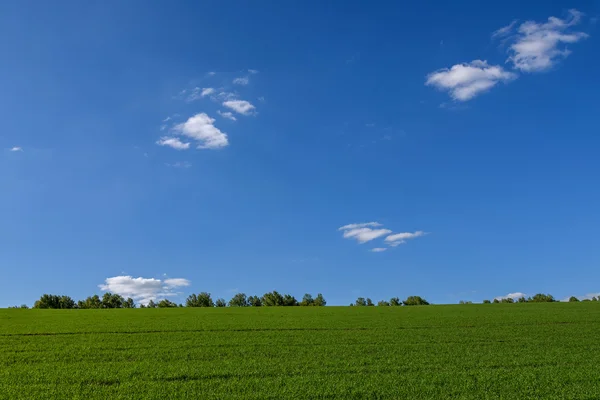 Germogli di agricoltura da campo — Foto Stock