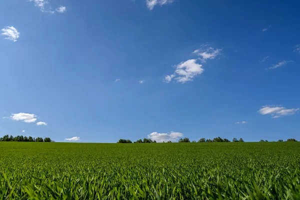 Haver veld landbouw spruiten Rechtenvrije Stockfoto's