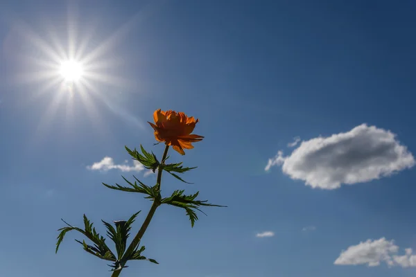 Fleur orange soleil ciel nuages — Photo