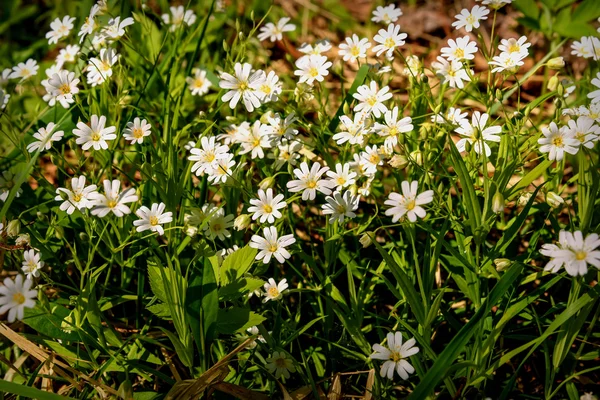 Fleurs blanches herbe à poulets prairie — Photo