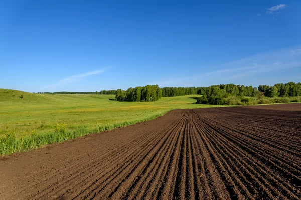 Champ prairie sillon bouleau rural — Photo