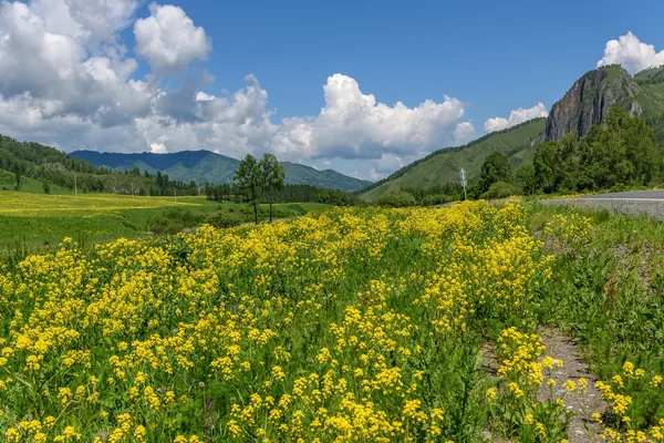 Wildflowers meadow mountains yellow — Stock Photo, Image