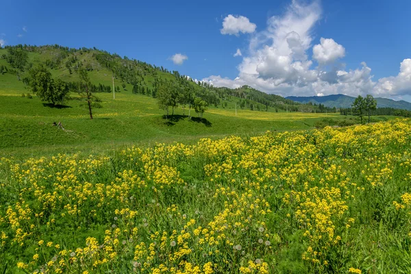 Wildflowers meadow mountains yellow — Stock Photo, Image