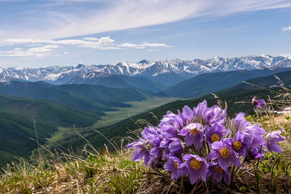 Krásné Květinové Pozadí Modrými Květy Sněženky Zavřít Nahoru Rostoucí Vysočině — Stock fotografie