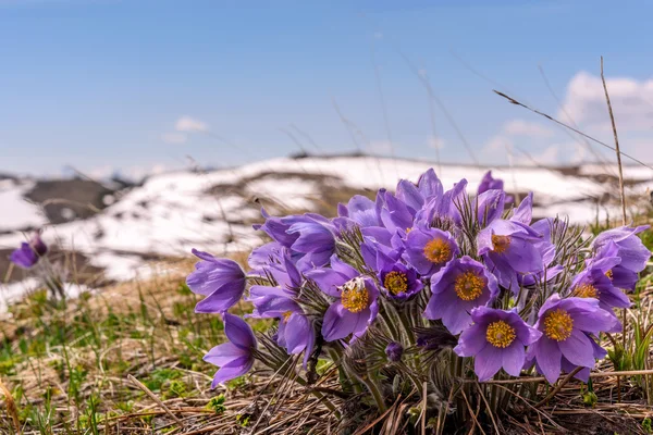 Hermoso Fondo Floral Con Flores Azules Nevadas Cerca Creciendo Las Imagen de archivo