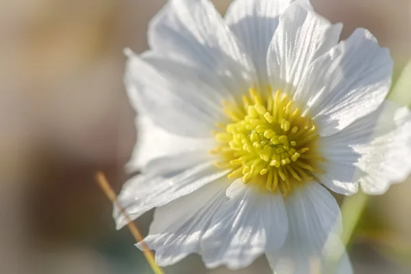 Biały kwiat zbliżenie dziki — Zdjęcie stockowe