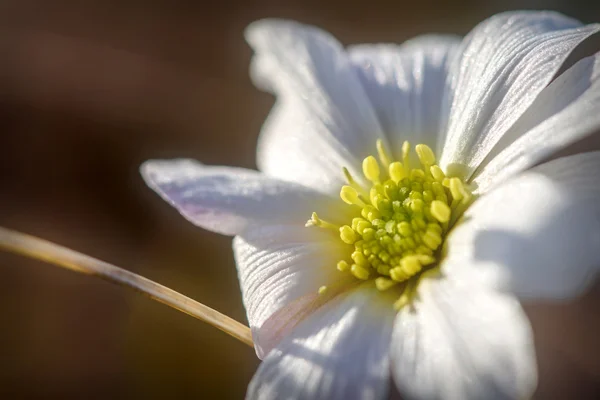 Біла квітка крупним планом дика — стокове фото