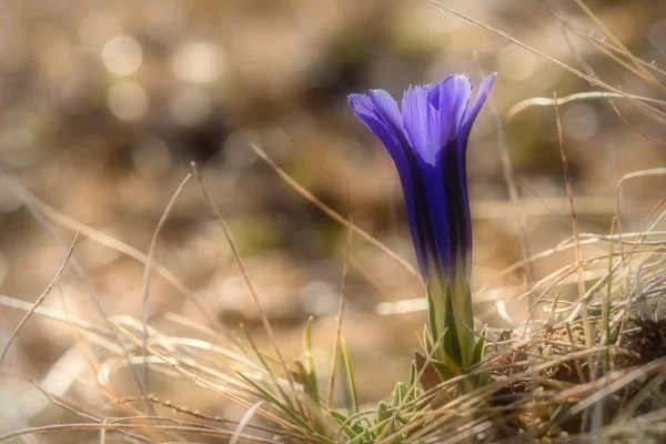 Violet flower gentian closeup — Stock Photo, Image