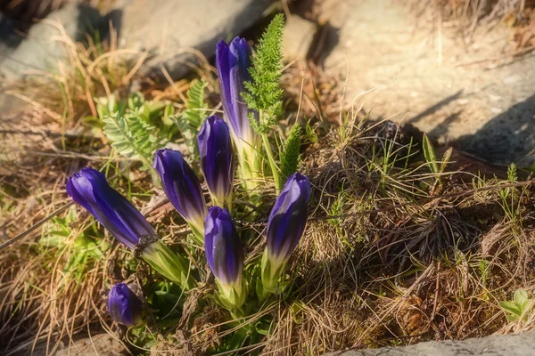 Gentios flores violetas montanhas — Fotografia de Stock