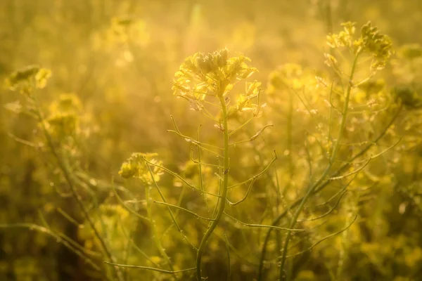 Fleurs sauvages prairie jaune viol — Photo