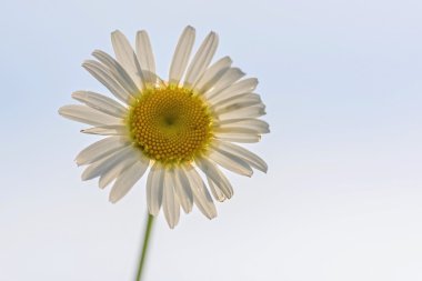 Papatya çiçek beyaz portre 