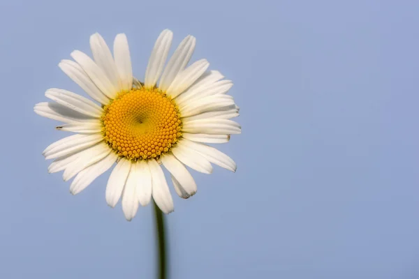 Papatya çiçek beyaz portre — Stok fotoğraf