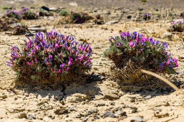 çiçek Dracocephalum çöl zemin çatlaklar
