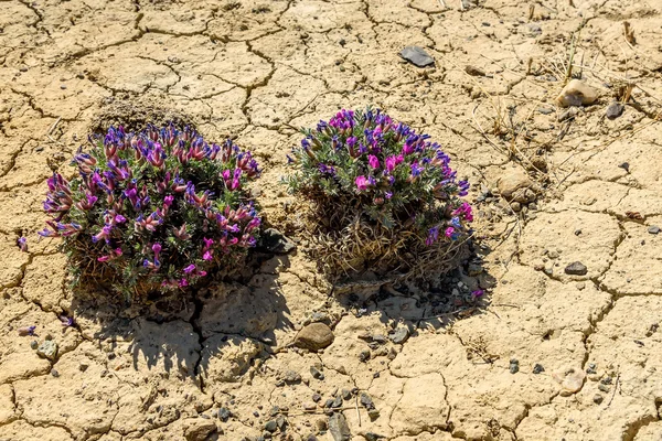 花 Dracocephalum 砂漠地面を亀裂します。 — ストック写真