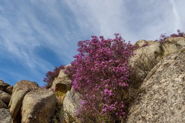 dağlar ormangülü kayalar bulutlar gökyüzü