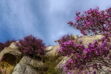 dağlar ormangülü kayalar bulutlar gökyüzü