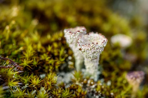 Cladonia liken yosun makro — Stok fotoğraf