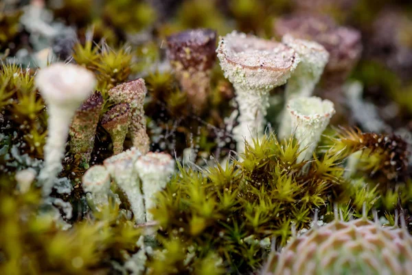 Cladonia macrommo — стоковое фото