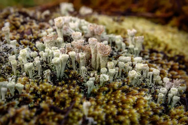 Cladonia liken yosun makro — Stok fotoğraf