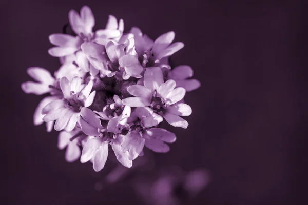 Bílé květy tmavě růžové pozadí — Stock fotografie