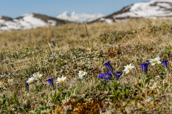 Blommor torrt gräs berg snö — Stockfoto